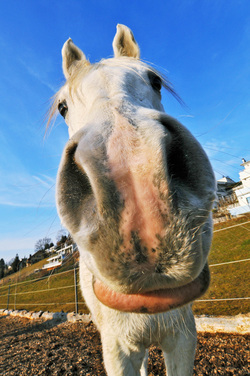 What do horse nostrils and chiropractors have in common? Nothing, really.